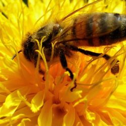 Unterschriftenaktionen zum Schutz der Bienen