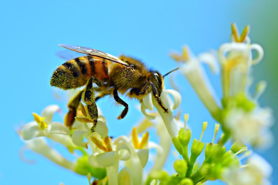 bienen spendenvereine - Wie kann man SOS Biene helfen? Experten-Tipps zur Rettung der Bienen