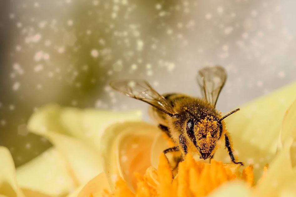 sos biene blühstreifen - Wie kann man SOS Biene helfen? Experten-Tipps zur Rettung der Bienen